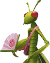 Swift Mantis Card